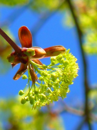 Primavera de flor Maple maple flor