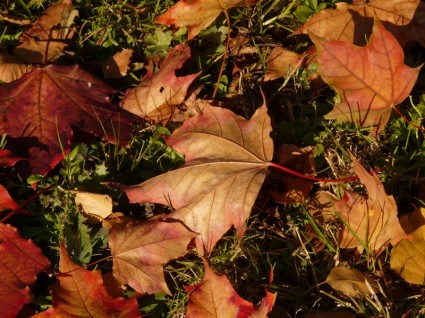 メープルのカエデの葉の秋