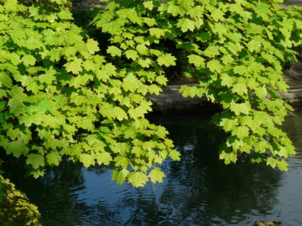 Ahorn Maple leaves Zeitschrift