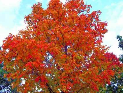 Maple Tree In Autumn