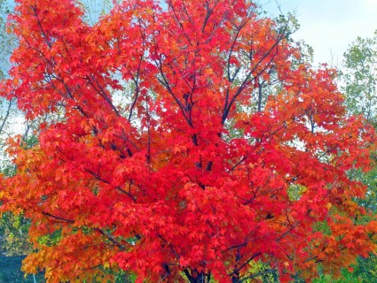 Maple tree vào mùa thu