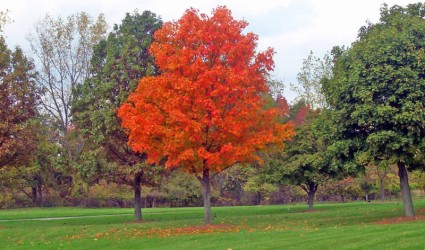Maple Tree In Park