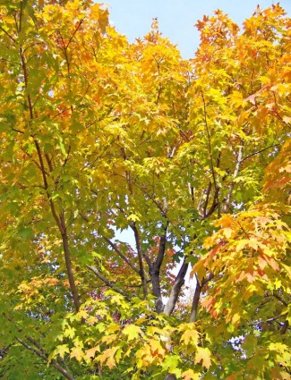 daun pohon Maple