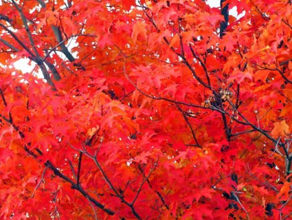 pohon Maple Daun di musim gugur