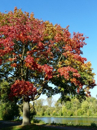 Ahorn Baum Baum Herbst