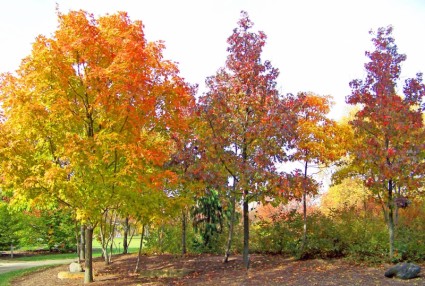 pohon-pohon Maple