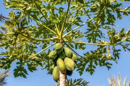 árbol de papaya de isla de Margarita