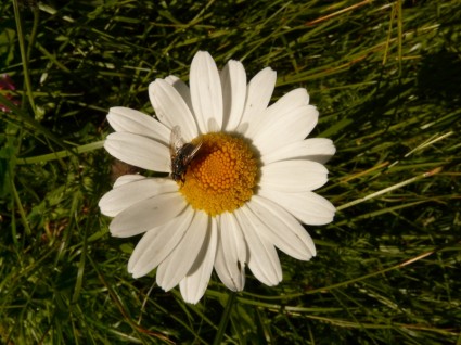白い花 margarithe