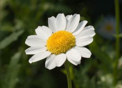 玛格丽特牛眼 paludosum 花
