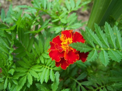 マリーゴールドの花のバルコニーの植物
