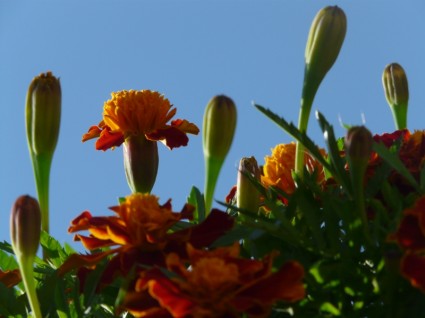 Marigold Flower Bud