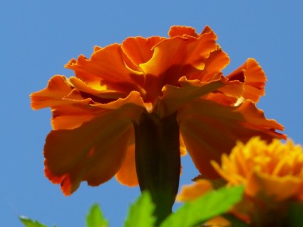 couleur de fleurs de calendula