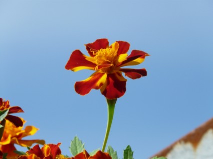 fleur de calendula coloré
