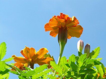Marigold Flower Marigolds
