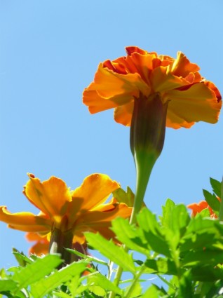 fleur de Marigold soucis
