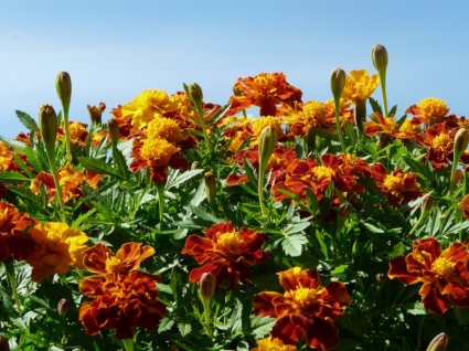 Marigold Marigolds Turkish Carnation