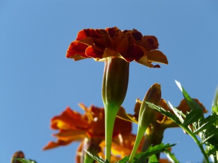carnation turque de Marigold soucis