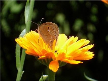 mariposa de verano de caléndula