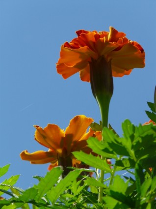 carnation turque de marigold soucis
