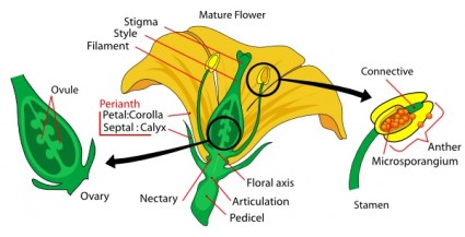 prediseñadas diagrama de flor madura