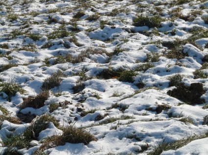 草地場雪