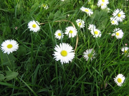 Meadow bunga daisy