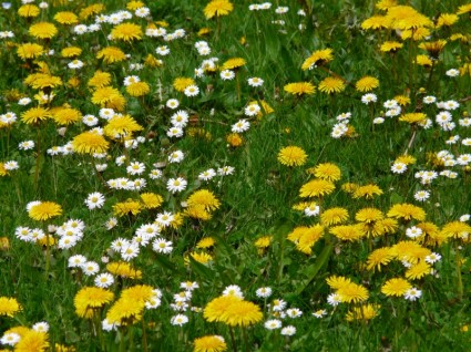 dandelion bunga Padang rumput