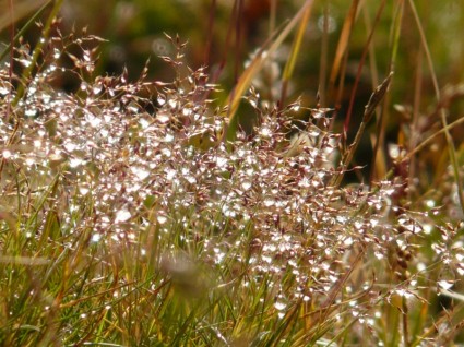 rosée de herbe de prairie