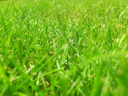 Meadow Rush Grass