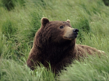 meditatively 벽지 동물 곰