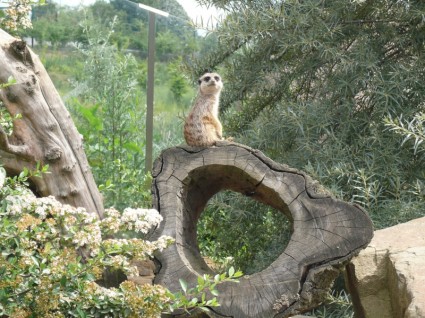zwierzęca natura meerkat