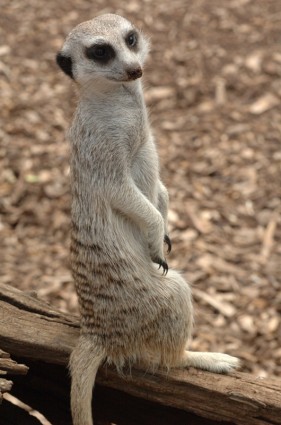 Meerkat animale in piedi
