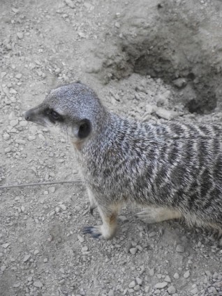 Meerkat zoo sauvage