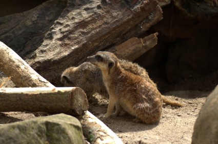 meerkat zoo zwierzęta