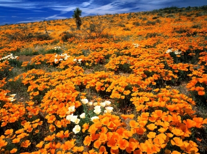 mexikanische goldene Mohnblumen Bilder Blumen Natur