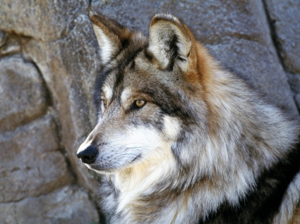 멕시코 늑대 벽지 늑대 동물