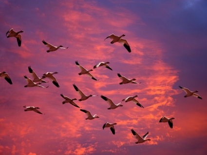 Migrating Snow Geese Wallpaper Birds Animals