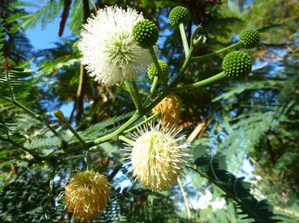 미모사 꽃 나무