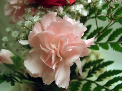 mini hồng hoa cẩm chướng