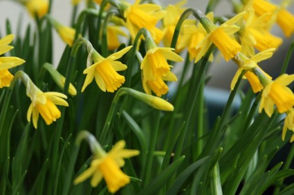daffodils miniatur