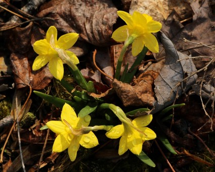 miniture narcisi piccoli fiori fiori di primavera