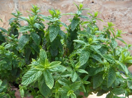 tanaman herbal herbal mint