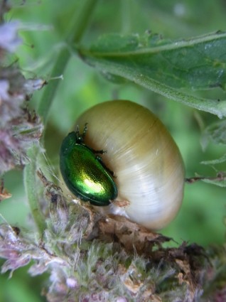 minzblattkaefer chrysolina herbacea escarabajo