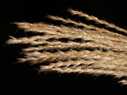 miscanthus miscanthus 나무 감 초