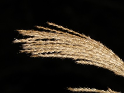 miscanthus miscanthus 나무 감 초