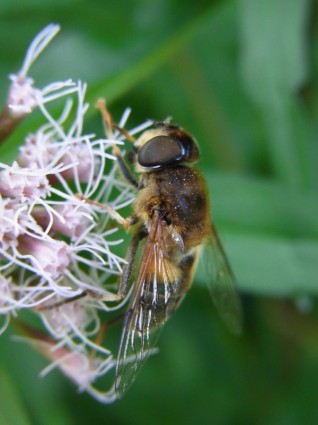névoa abelha eristalis tenax mosca