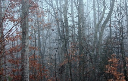 mglisty mgła lasu w zimie