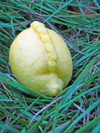 الليمون الموهوك