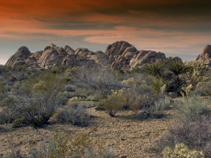 deserto del Mojave in california
