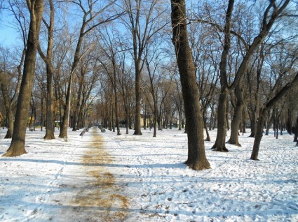 モルドバの公園の冬